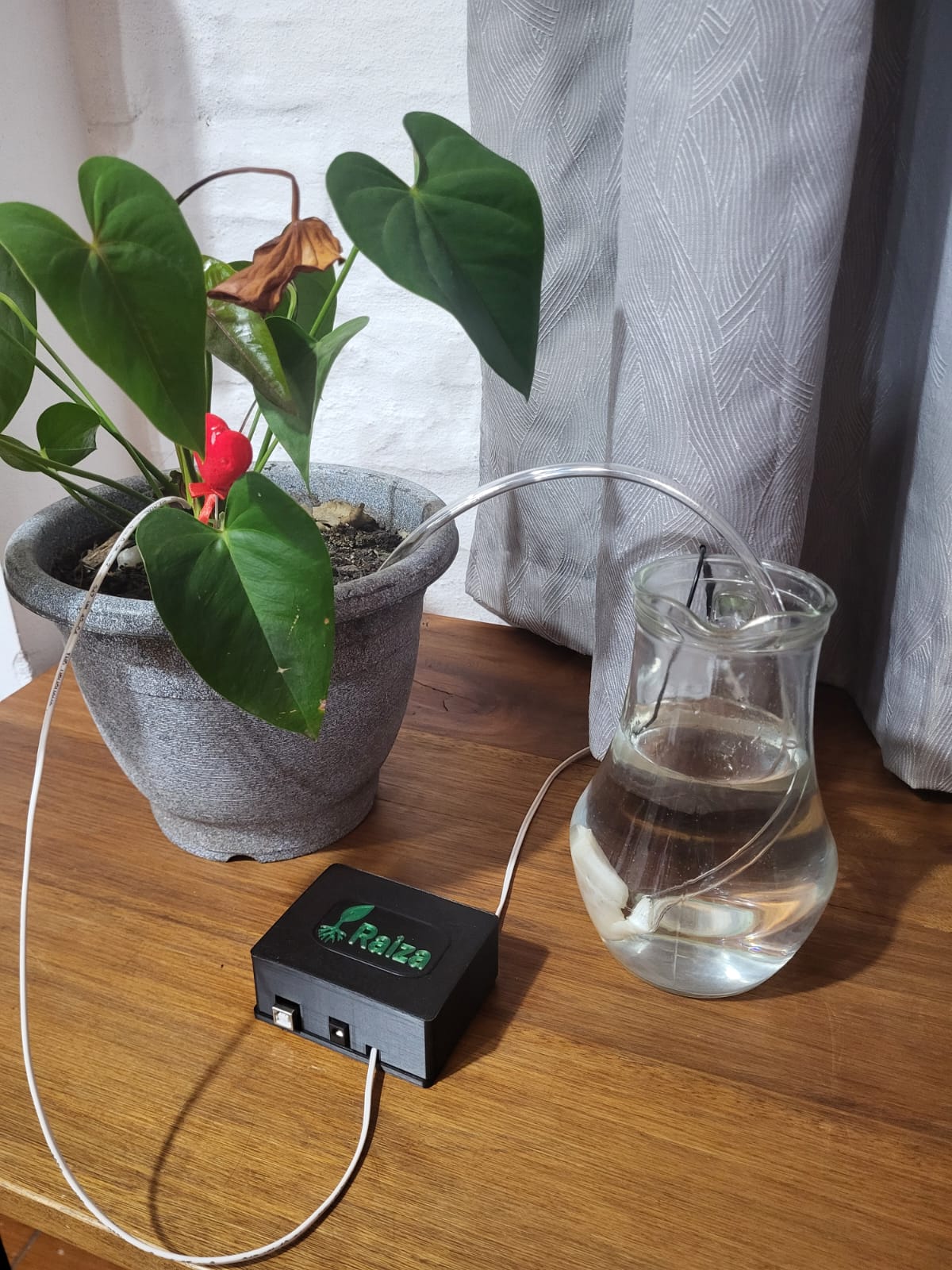Sistema de riego automático Raiza en una maceta